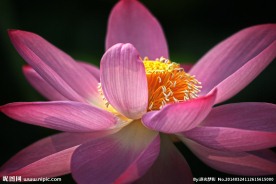 红莲花