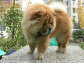 松狮