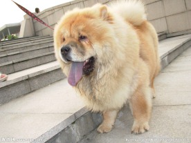 松狮