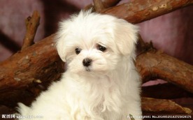 比熊犬