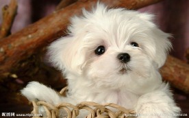 比熊犬