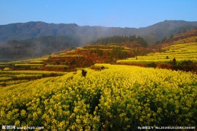 婺源油菜花