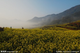 婺源油菜花
