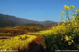 婺源油菜花