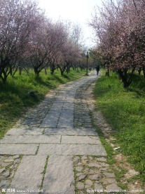 西溪湿地