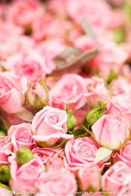 玫瑰花情人节玫瑰