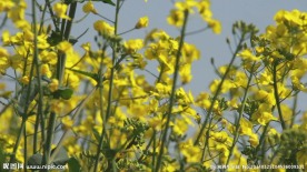 油菜花