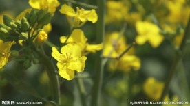 油菜花