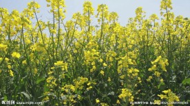 油菜花素材