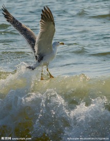 展翅海鸥
