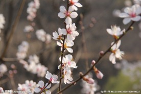 桃花三两枝