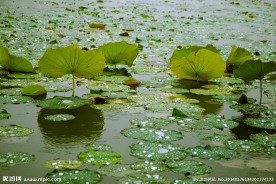 雨后荷塘