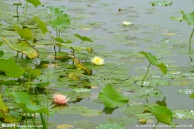 雨后荷塘