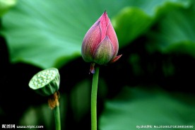 花苞