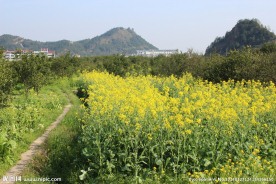 油菜花地