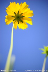 格桑花