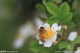 蜜蜂采蜜