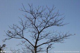 树干