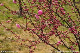 梅花