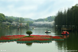 春花灿烂