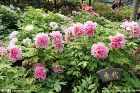 洛阳牡丹