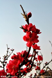 迎春花