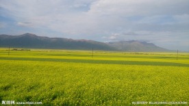 黄花 风景 山