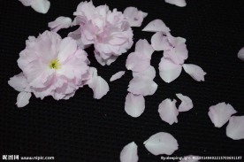花瓣