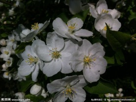 花语