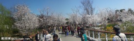樱花盛开 顾村公园