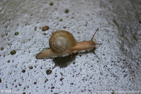 蜗牛