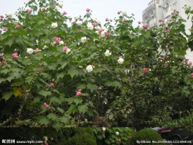 木芙蓉