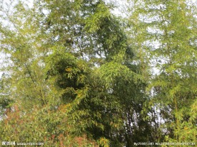 上海植物园竹林