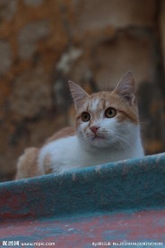 黄猫