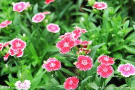 小红花