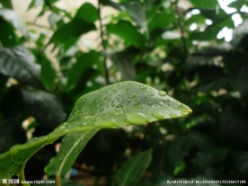 雨中树叶