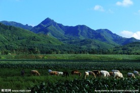 高山放牧