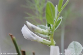 蚕豆花