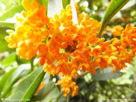 桂花