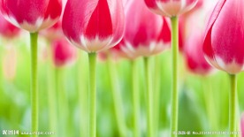郁金香 花 鲜花