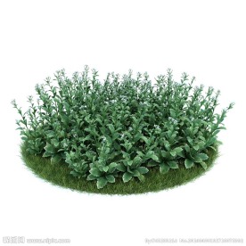 植物模型下载 植物