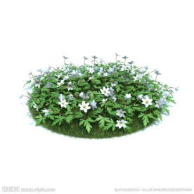 植物模型下载 植物