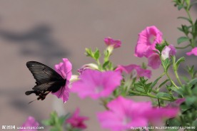 蝶恋花