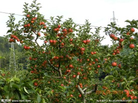 果园美图