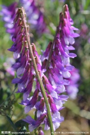 紫花苜蓿