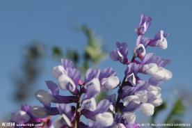 紫花苜蓿