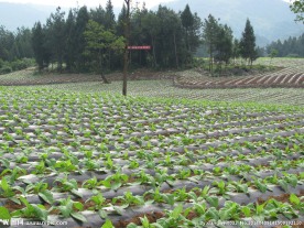 烟田