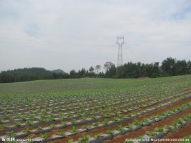烟田