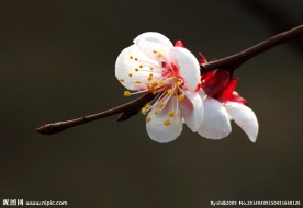 桃花絮语