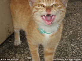 黄猫